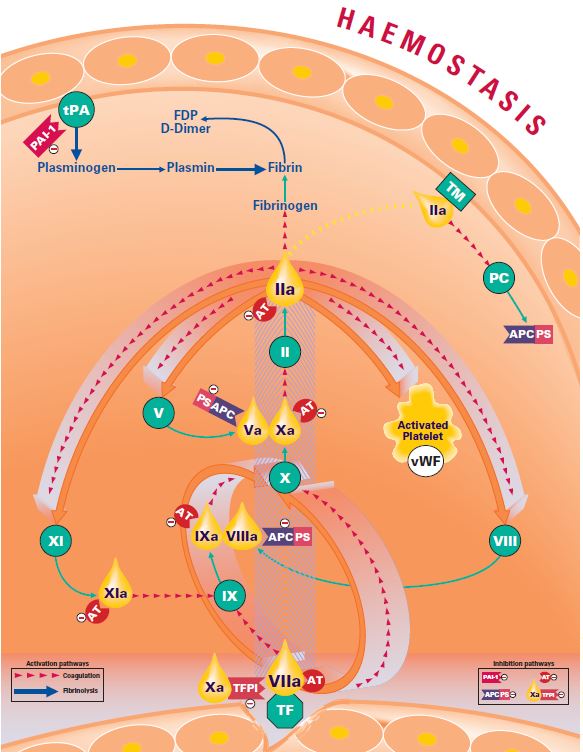 Le Facteur tissulaire joue un rôle central dans la cascade de coagulation.  