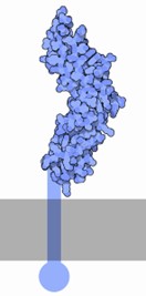 Le facteur tissulaire (FT) est une glycoprotéine transmembranaire.