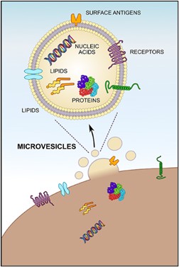 Les microvésicules (MV) sont libérées par bourgeonnement de la membrane plasmique. Elles sont délimitées par une bicouche lipidique et, d'un point de vue biochimique, sont principalement composées de lipides, de protéines et d'acides nucléiques transférés à partir des cellulesparents.